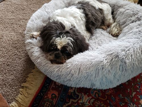 Customer photo review of Comfy Pet Bed Calming High Stretch Soft Faux Fur for Dogs Cats