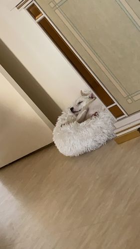 Customer photo review of Lit Apaisant Comfy® |  Pour Chien et Chat
