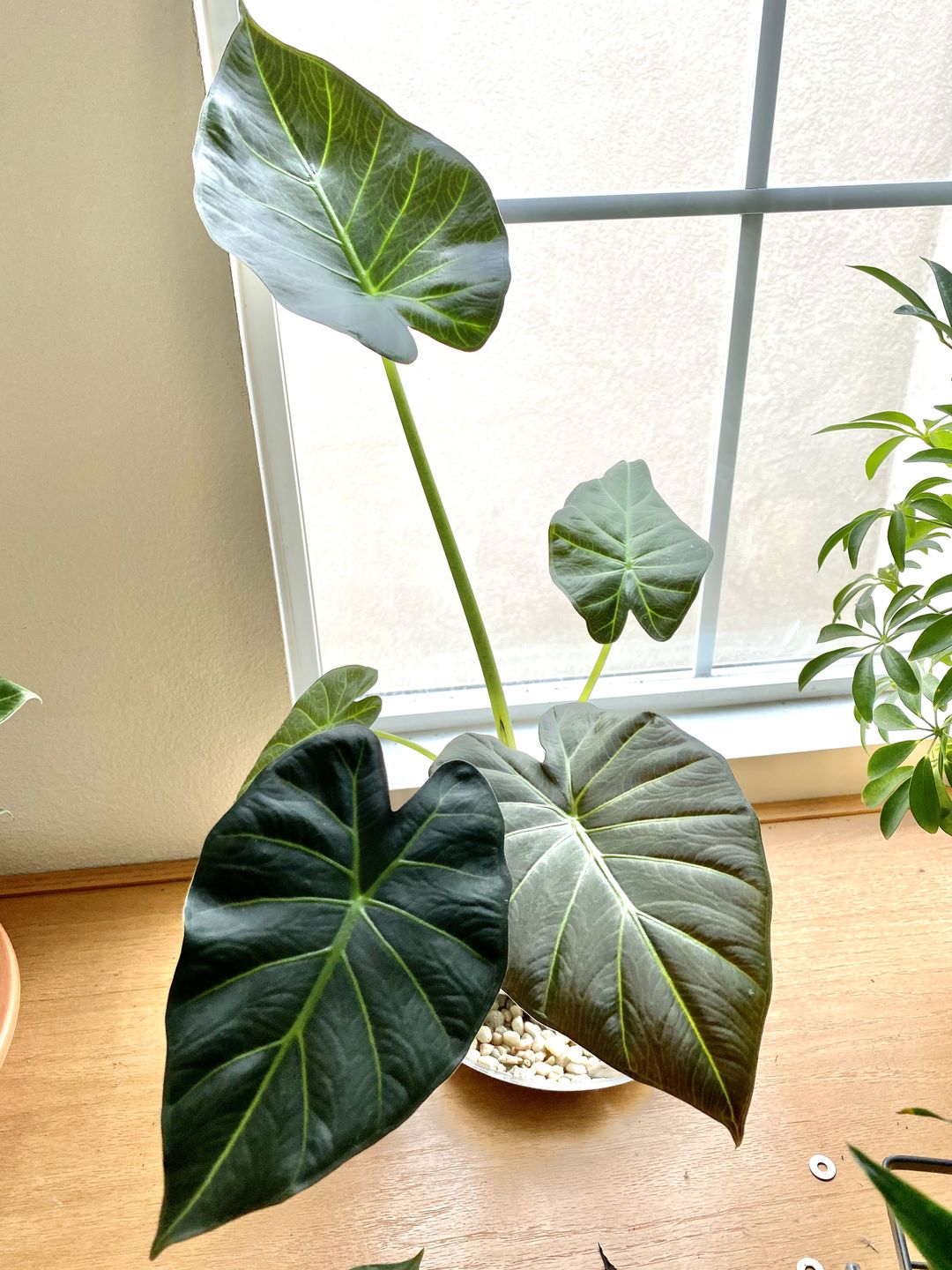 Customer photo review of 4" Alocasia Regal Shield