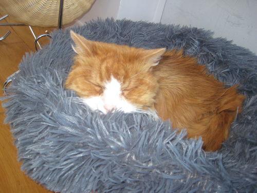 Customer photo review of Lit Apaisant Comfy® |  Pour Chien et Chat