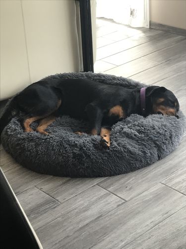 Customer photo review of Lit Apaisant Comfy® |  Pour Chien et Chat