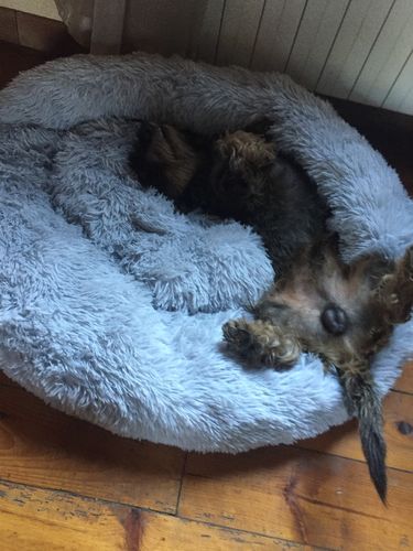 Customer photo review of Lit Apaisant Comfy® |  Pour Chien et Chat