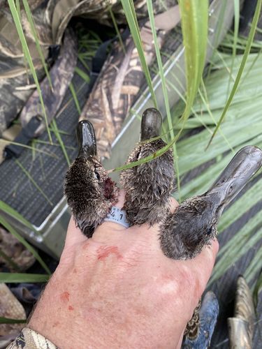 Customer photo review of Men's Silicone Duck Band Ring