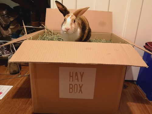 Customer photo review of Timothy Hay Box