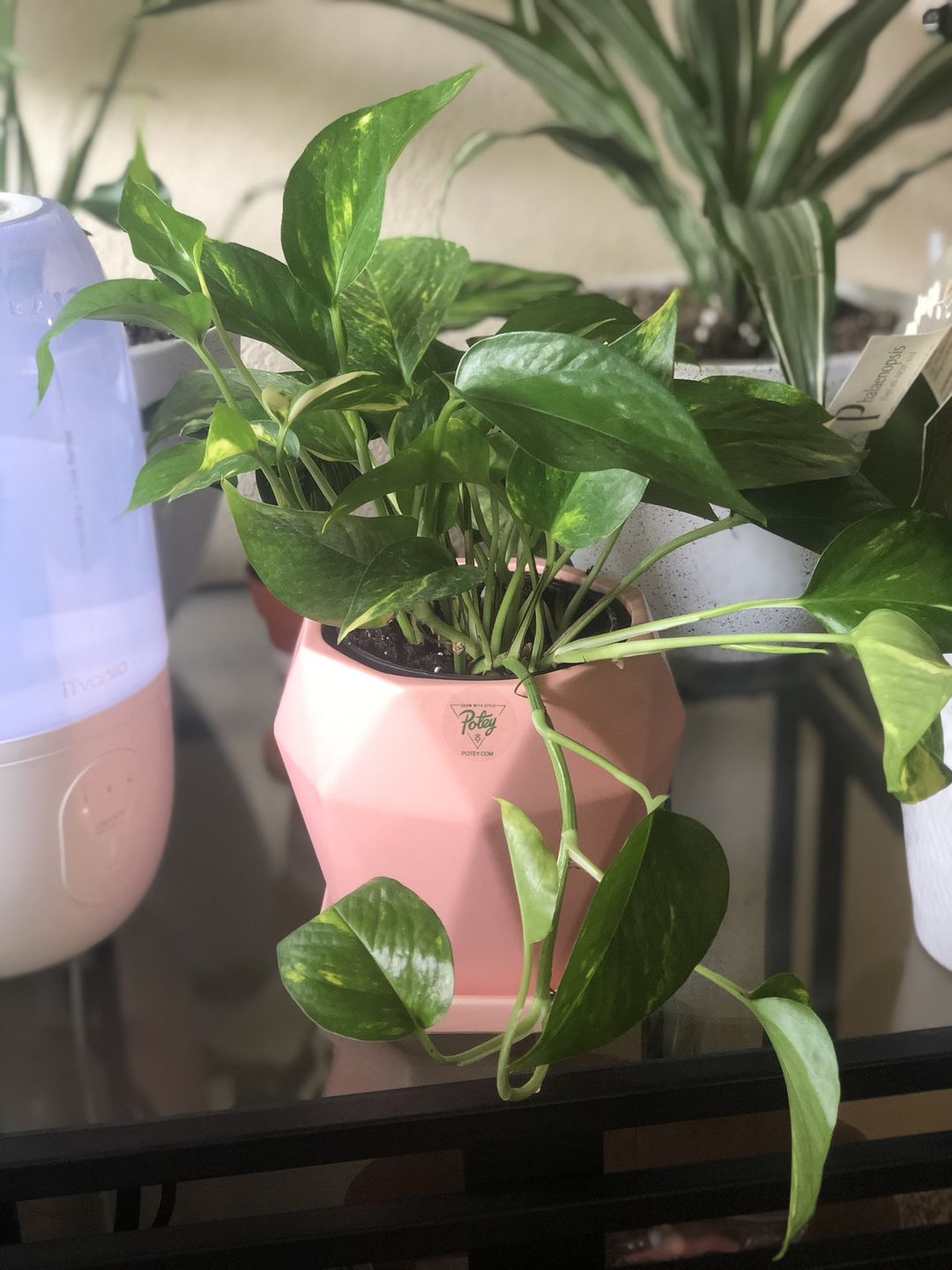 Customer photo review of 4" Pothos Golden
