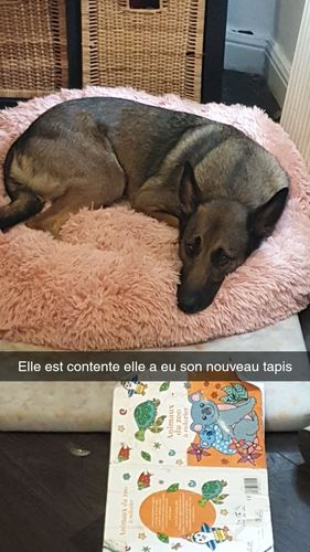 Customer photo review of Lit Apaisant Comfy® |  Pour Chien et Chat