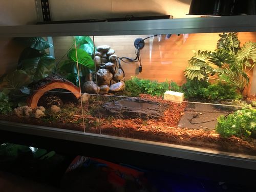 Customer photo review of 48"x24"x16" PVC Panel Reptile Enclosure by Zen Habitats