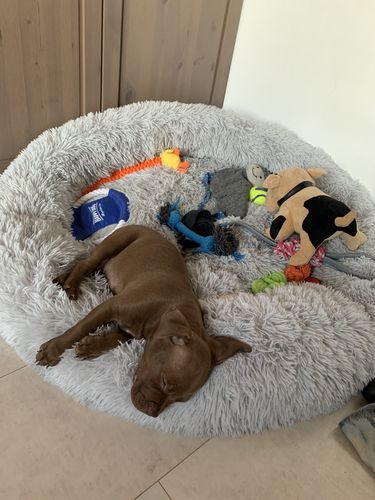Customer photo review of Lit Apaisant Comfy® |  Pour Chien et Chat