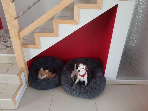 Customer photo review of Lit Apaisant Comfy® |  Pour Chien et Chat