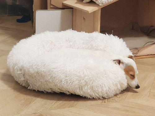 Customer photo review of Lit Apaisant Comfy® |  Pour Chien et Chat