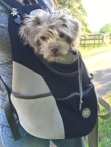 Customer photo review of Fur Sport™ - Pet Backpack Carrier