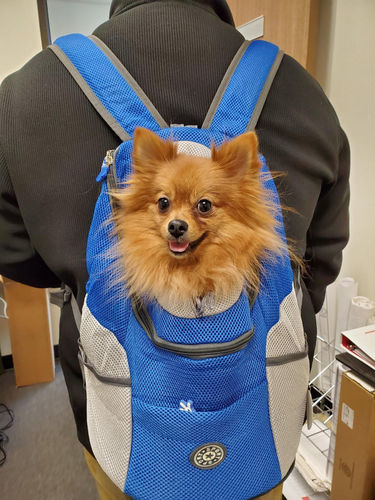 Customer photo review of Fur Sport™ - Pet Backpack Carrier