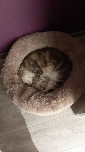 Customer photo review of Lit Apaisant Comfy® |  Pour Chien et Chat