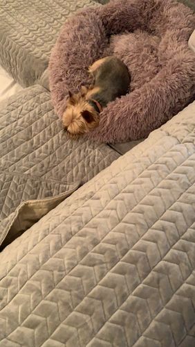 Customer photo review of Petyfy™ Fleece Bed