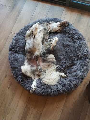 Customer photo review of Lit Apaisant Comfy® |  Pour Chien et Chat