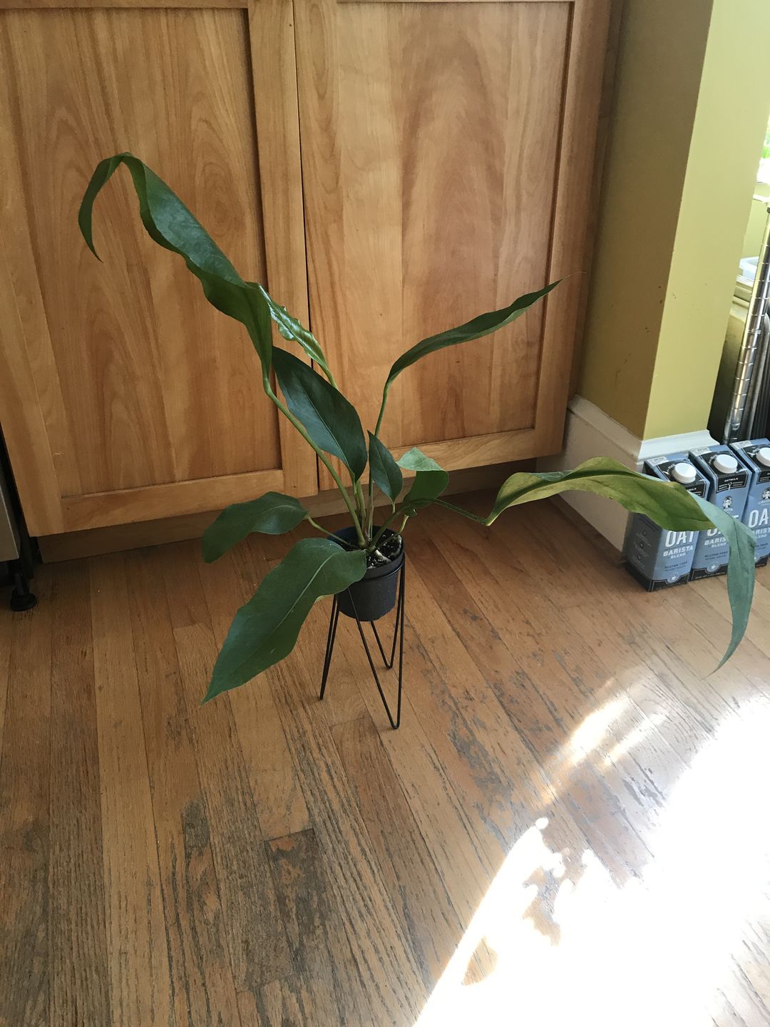 Customer photo review of 4" Anthurium ‘Big Red Bird’ (Anthurium sect. Pachyneurium)