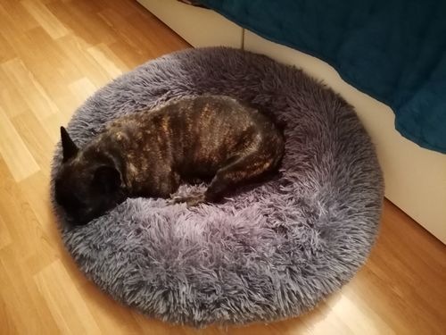Customer photo review of Lit Apaisant Comfy® |  Pour Chien et Chat