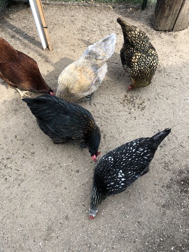 Customer photo review of GrubTerra Dried Larvae