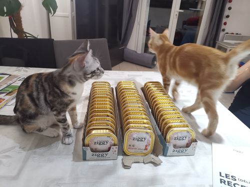 Avis photo d'un client sur Pâtée Chaton Sans Céréales - Boeuf
