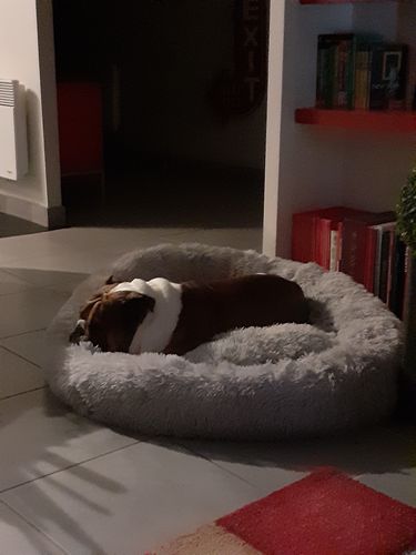 Customer photo review of Lit Apaisant Comfy® |  Pour Chien et Chat