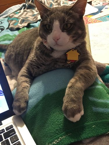 Customer photo review of Tuna & Salmon Recipe Flaked Dinner In Broth Adult Cat Food, 2.8-oz, Case of 12