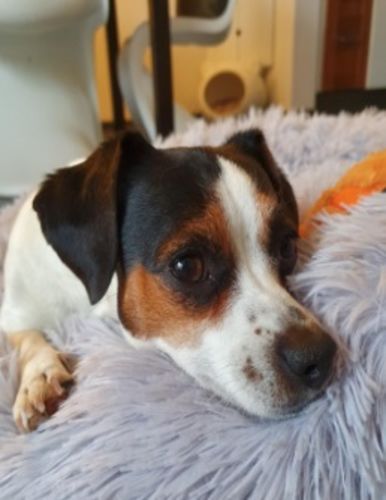 Customer photo review of FLAUSCHWOLKE - Das super flauschige Bett für deine Fellnase