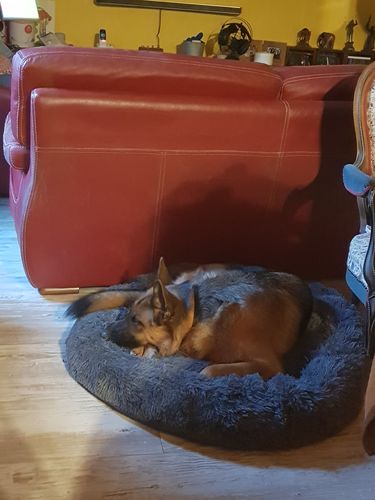 Customer photo review of Lit Apaisant Comfy® |  Pour Chien et Chat