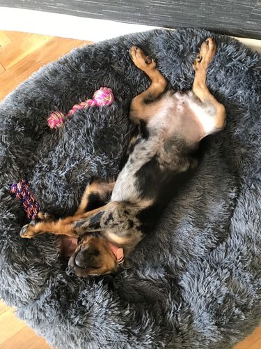 Customer photo review of Lit Apaisant Comfy® |  Pour Chien et Chat