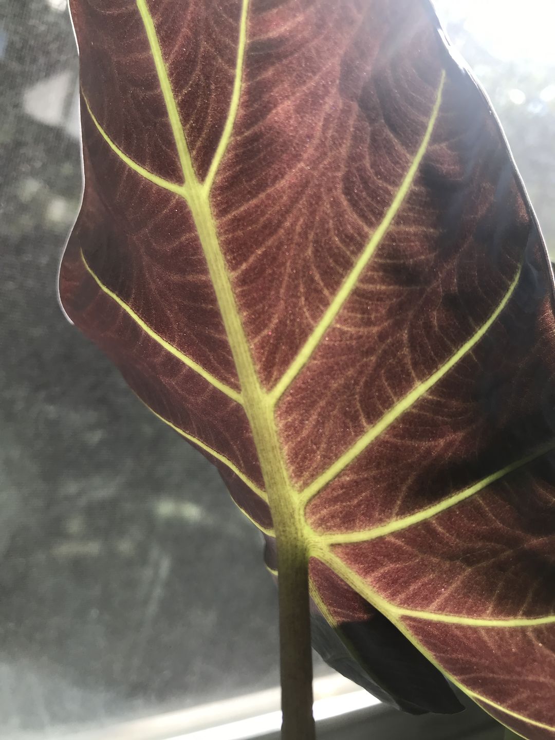 Customer photo review of 4" Alocasia Regal Shield