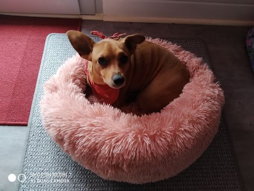 Customer photo review of Lit Apaisant Comfy® |  Pour Chien et Chat