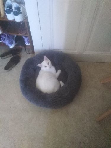Customer photo review of Lit Apaisant Comfy® |  Pour Chien et Chat