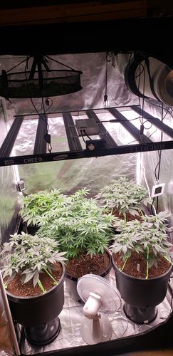 Customer photo review of Slim 480H Dimmable LED Grow Light 480w (120 Degree) 3500k