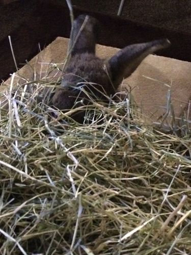 Customer photo review of 50/50 Hay Box
