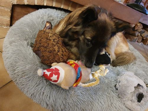 Customer photo review of Lit Apaisant Comfy® |  Pour Chien et Chat