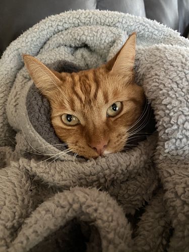 Customer photo review of Sustainable Litter