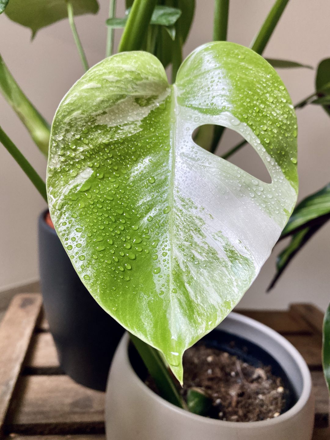 Customer photo review of MONSTERA BORSIGIANA VARIEGATA