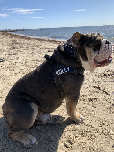 Customer photo review of Custom Name Patch For Dog Harness