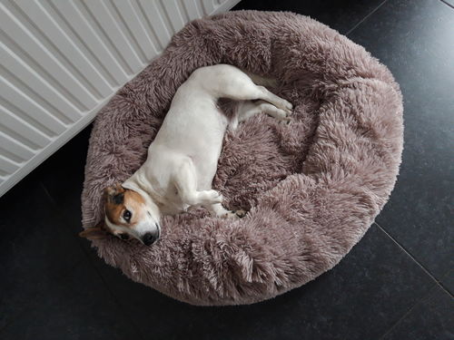 Customer photo review of Lit Apaisant Comfy® |  Pour Chien et Chat