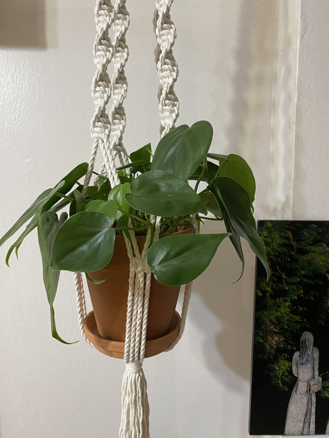 Customer photo review of 4" Philodendron hederaceum Green
