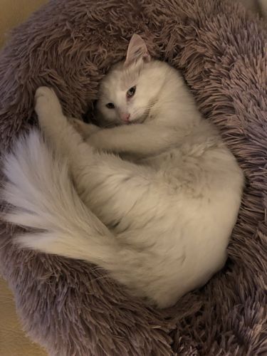 Customer photo review of Lit Apaisant Comfy® |  Pour Chien et Chat