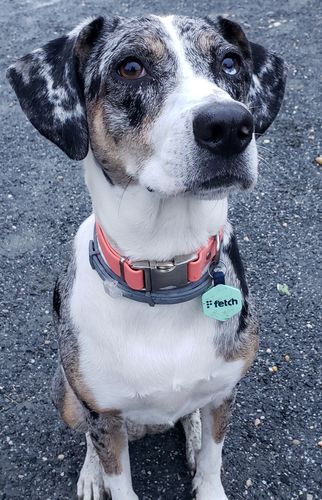Customer photo review of Fresh Breath Fetch Smart Pet ID