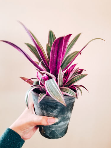 Customer photo review of POP COLORS MOBILE LIGHTROOM PRESETS