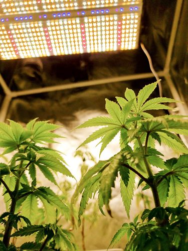 Customer photo review of Sayhon LED Grow Light 1000W Dimmable Grow Lamp with OSRAM Chips & UL Listed Driver Full Spectrum Plants Lights for Indoor Veg and Flower Growing Light Fixtrues 296 LEDs SH1000