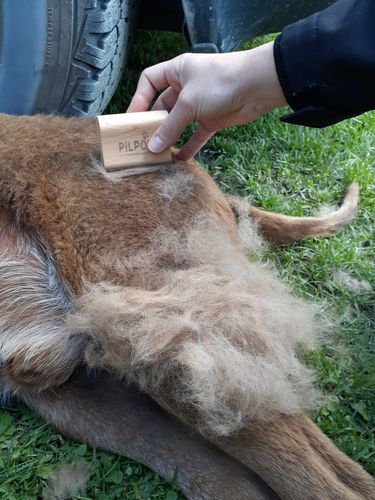 Customer photo review of Brosse Anti-Poils Chien, Chat, Cheval, Lapin | Original | Pilpoil®