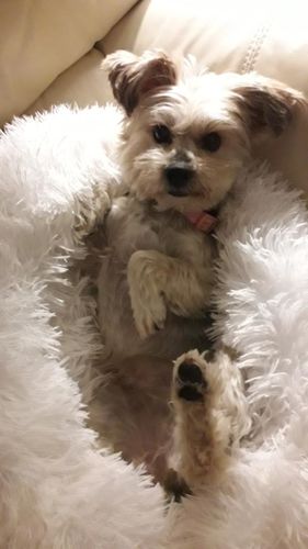 Customer photo review of Lit Apaisant Comfy® |  Pour Chien et Chat