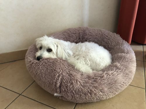Customer photo review of Lit Apaisant Comfy® |  Pour Chien et Chat