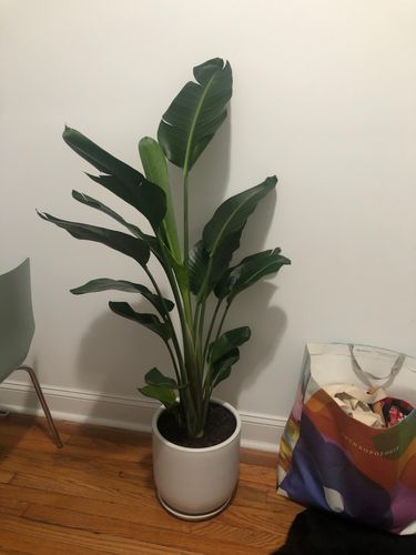 Customer photo review of Large Bird Of Paradise