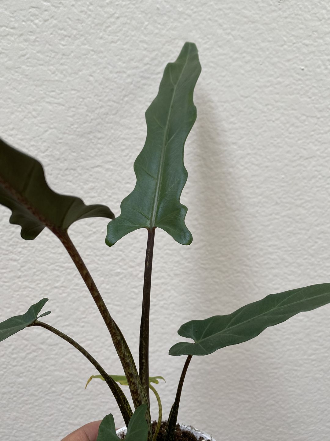 Customer photo review of 4" Alocasia Lauterbachiana