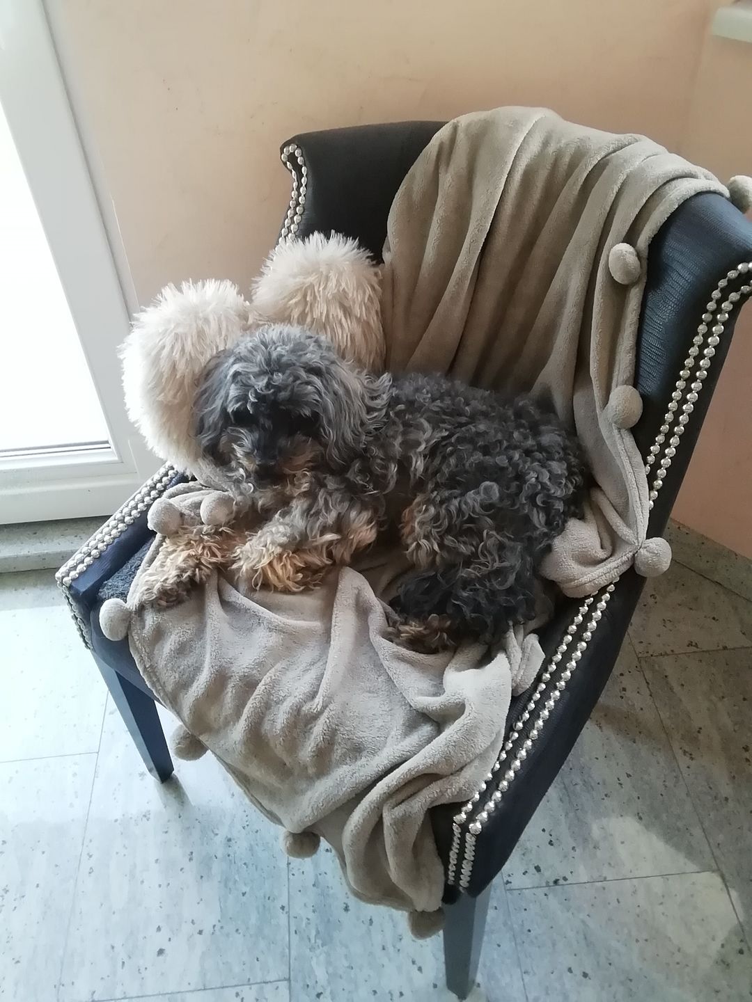 Customer photo review of Spray anti-tartre pour chien