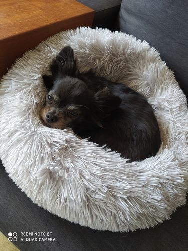 Customer photo review of Lit Apaisant Comfy® |  Pour Chien et Chat
